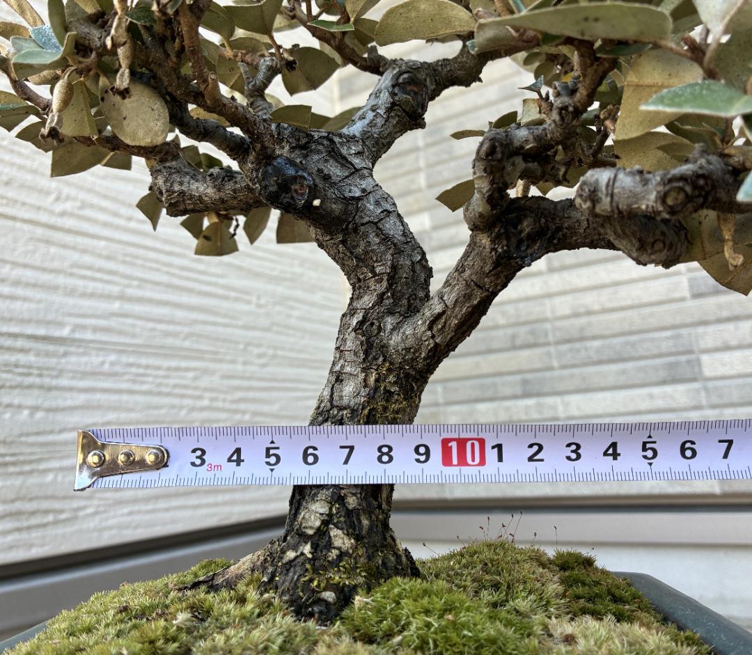 美樹形！★『寒グミ　Thorny Olive』の盆栽　樹高約３３ｃｍ（鉢底から）