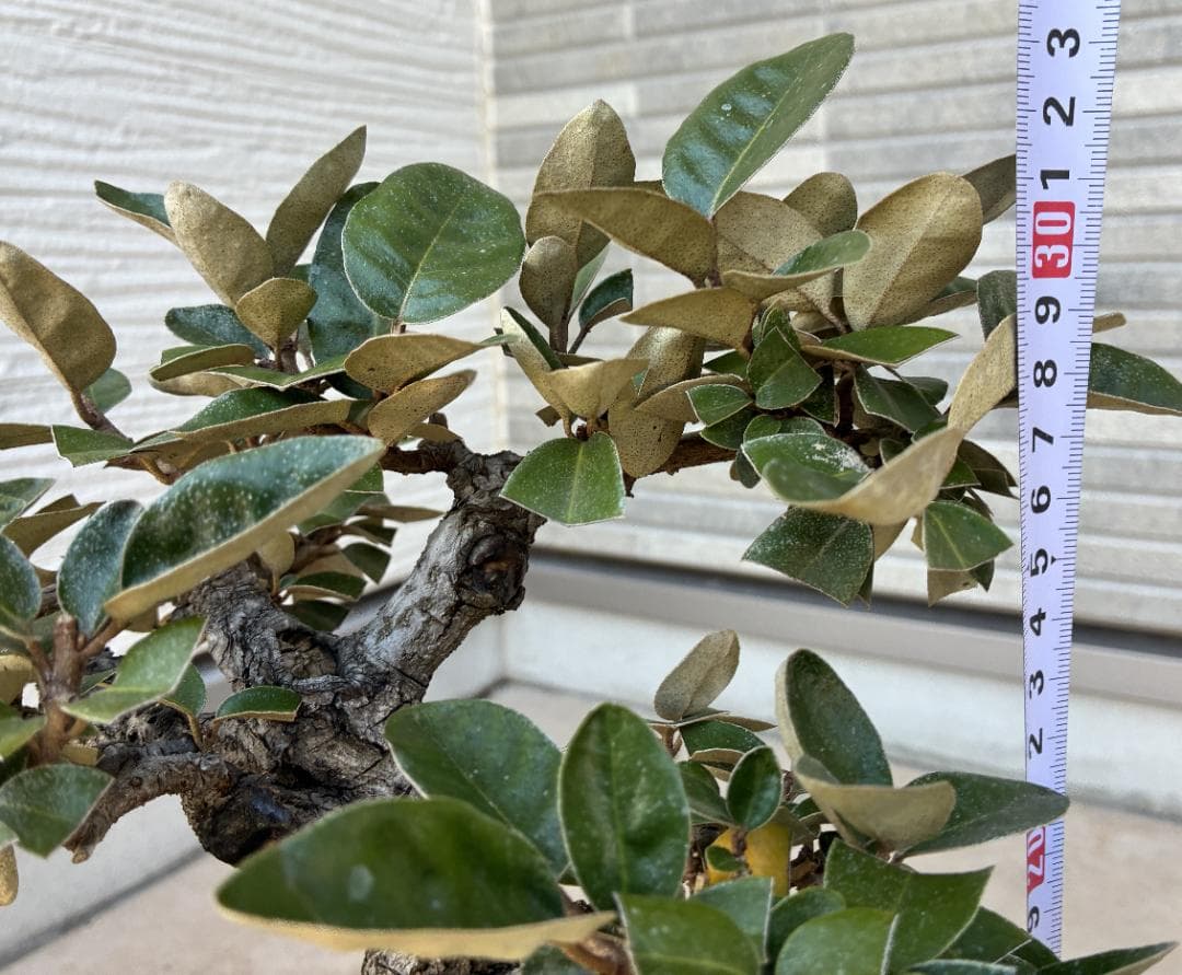 美樹形！★『寒グミ　Thorny Olive』の盆栽　樹高約３３ｃｍ（鉢底から）