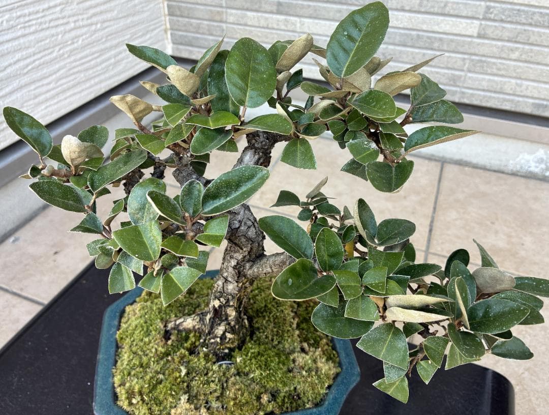 美樹形！★『寒グミ　Thorny Olive』の盆栽　樹高約３３ｃｍ（鉢底から）