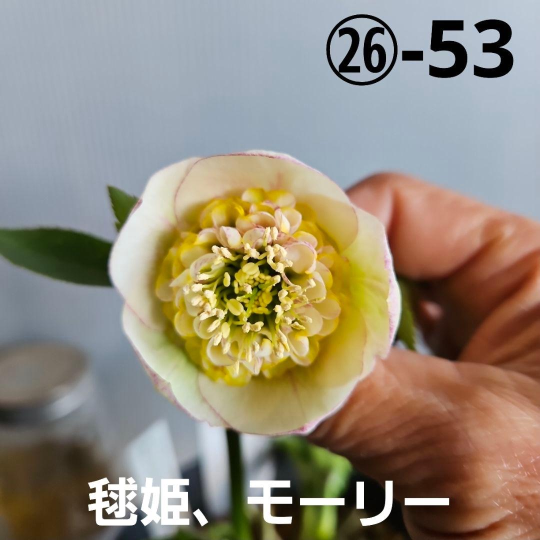 雨の庭様ご購入苗㉖-53クリスマスローズ