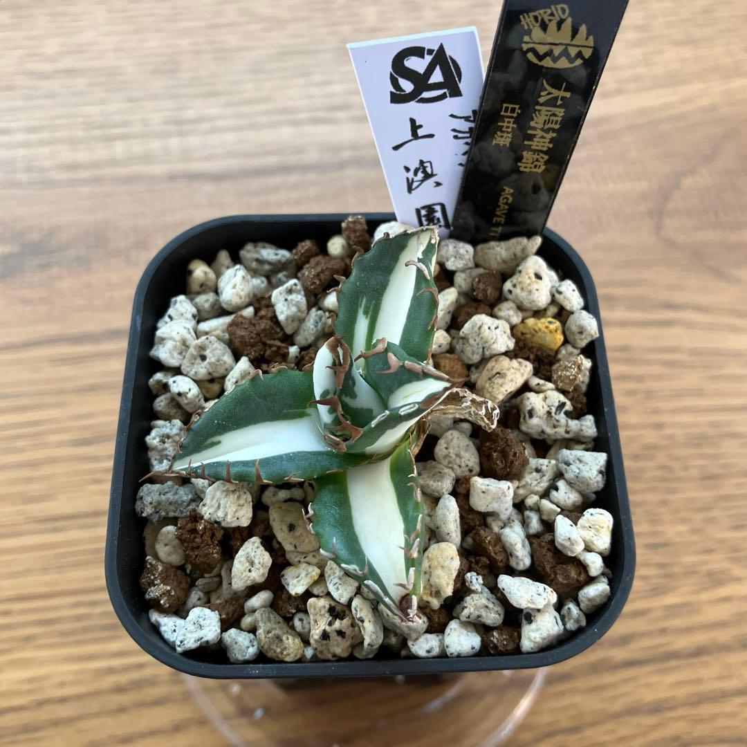 速達【鉢ごと発送】発根済み　アガべ　チタノタ　太陽神錦　白中斑　TC