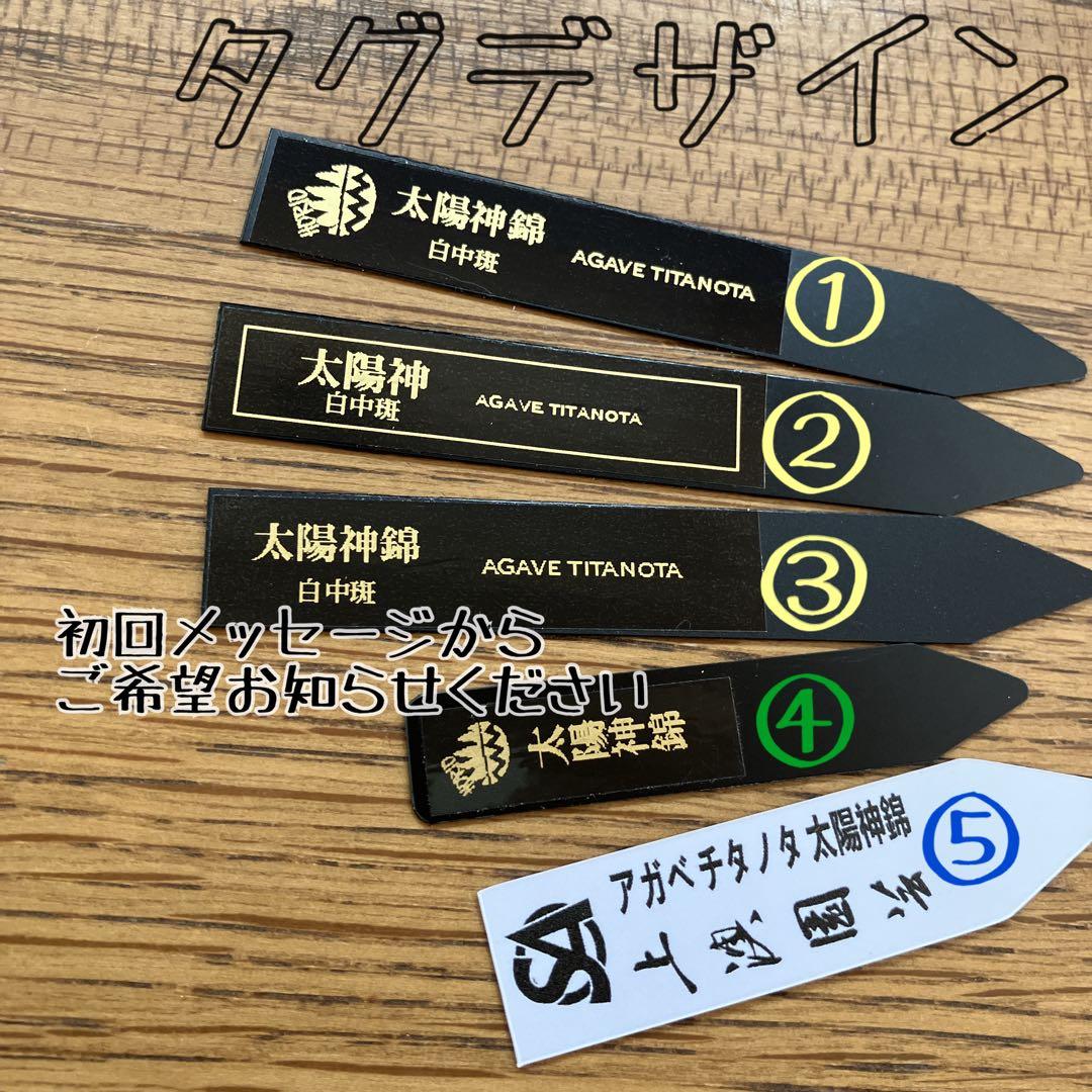 速達【鉢ごと発送】発根済み　アガべ　チタノタ　太陽神錦　白中斑　TC