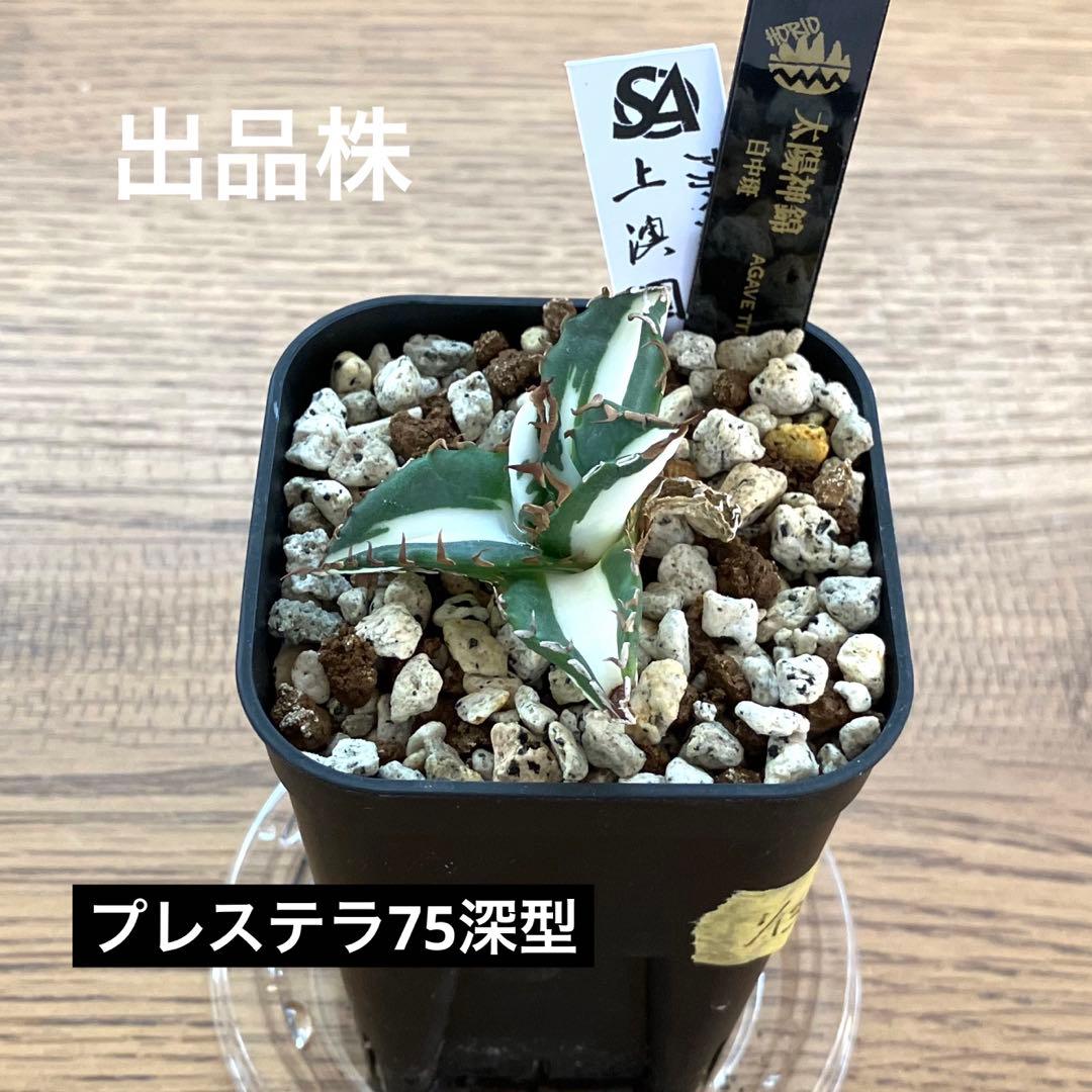速達【鉢ごと発送】発根済み　アガべ　チタノタ　太陽神錦　白中斑　TC