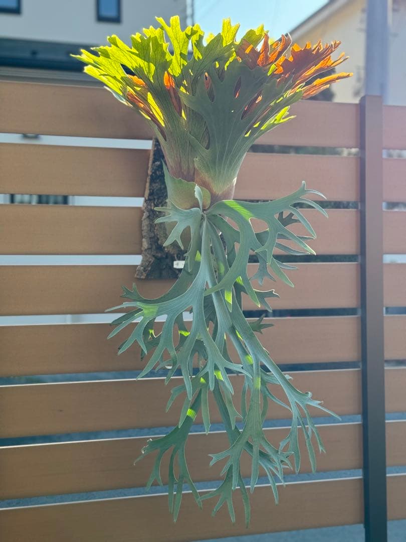 ビカクシダ P.willinckii Leonids