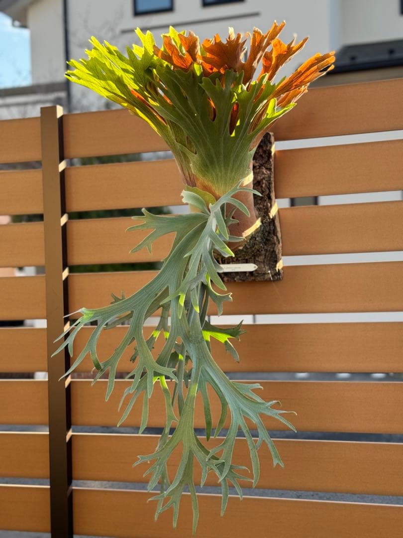 ビカクシダ P.willinckii Leonids