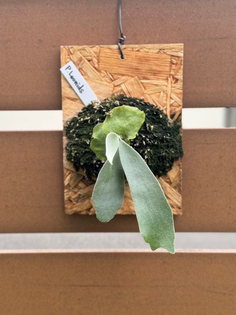 ビカクシダ P.willinckii Leonids