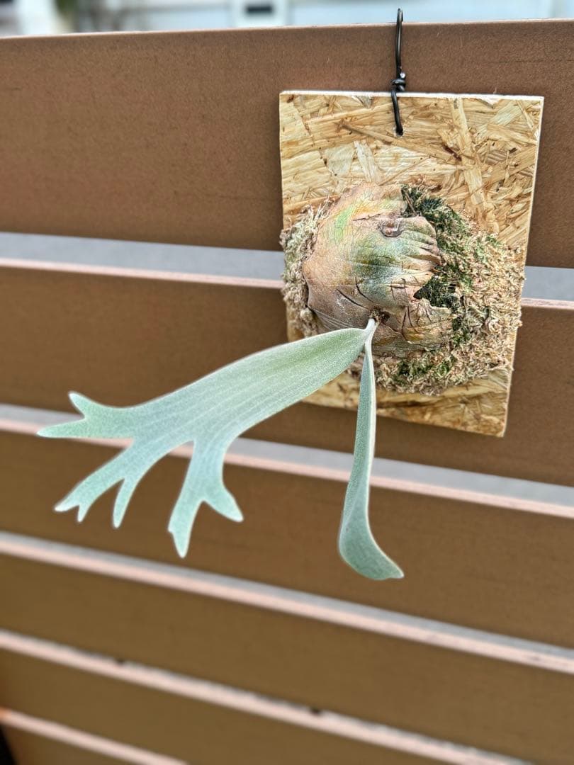 ビカクシダ P.willinckii Leonids