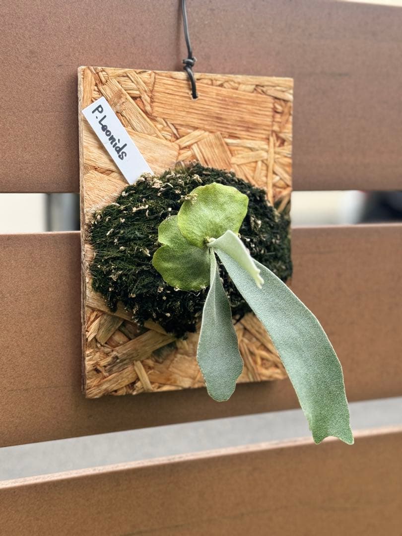 ビカクシダ P.willinckii Leonids