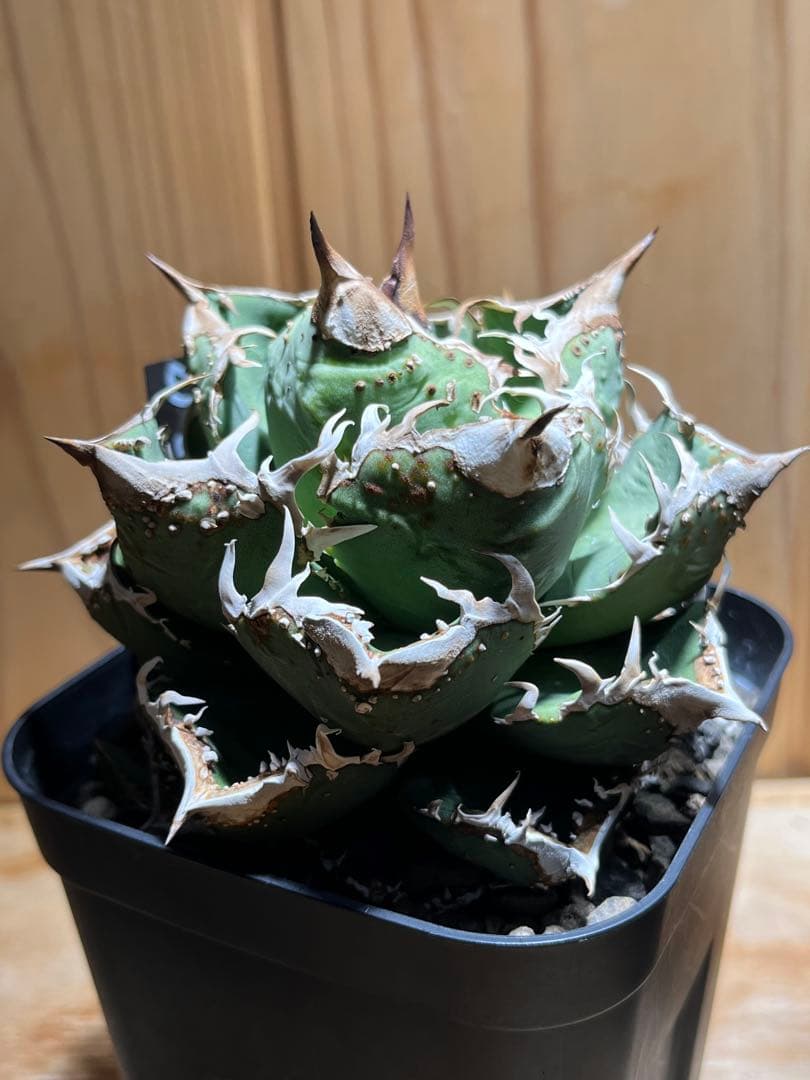 アガベ　チタノタ　金蟾　キンセン　OC ブツブツ