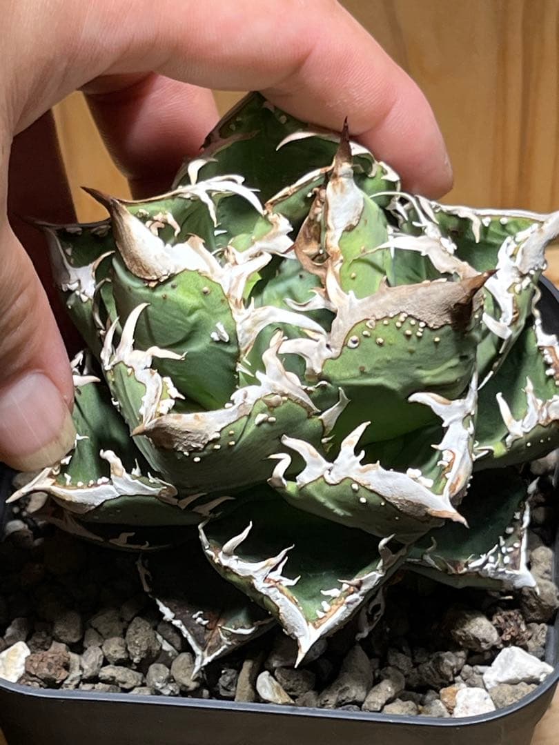 アガベ　チタノタ　金蟾　キンセン　OC ブツブツ