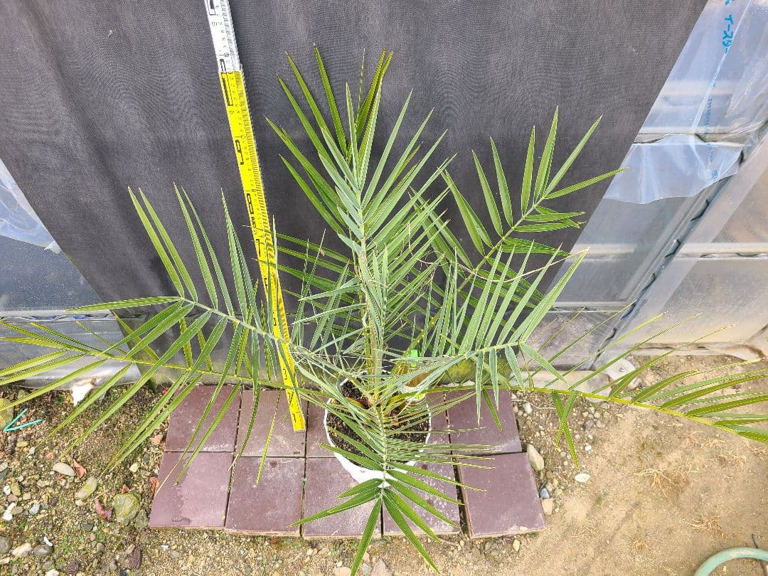 ナツメヤシ 耐寒性ヤシ 8号鉢 高さ約110cm 現品発送 ドライガーデン