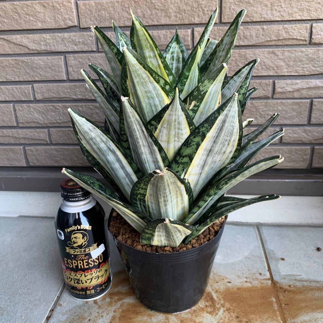 Sansevieria Hahnii Silver Zebra 特大