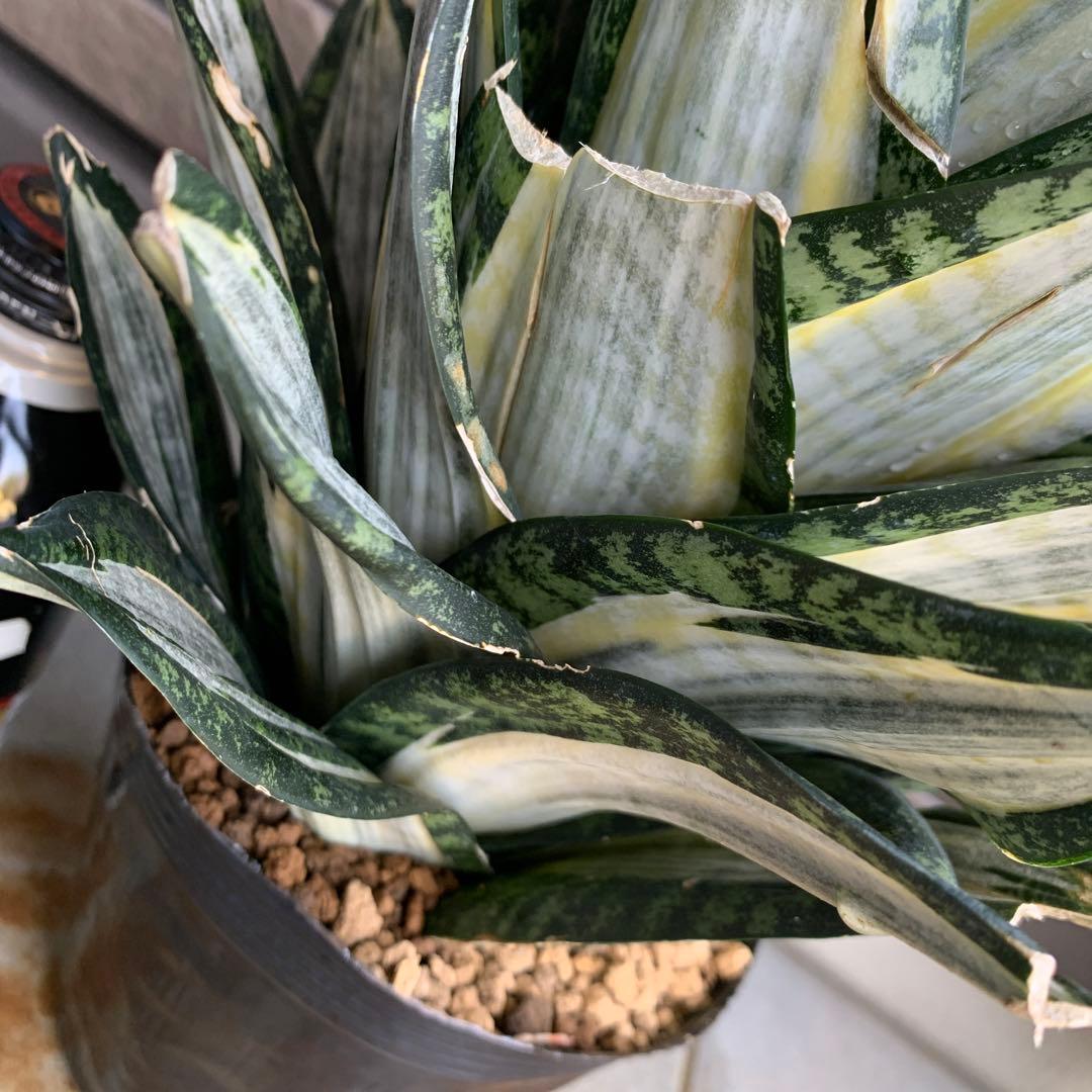 Sansevieria Hahnii Silver Zebra 特大