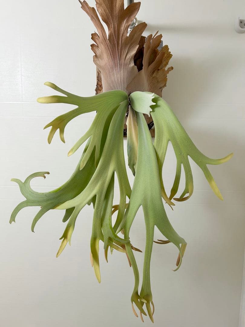 P.willinckii Pearl queen OC ビカクシダ