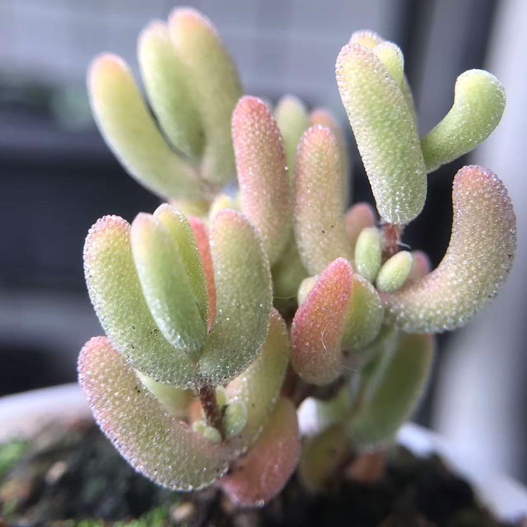 新入荷　超レア　多肉植物　ドロサンテマ 超キラキラ ダイヤモンド黄錦　抜き苗１株
