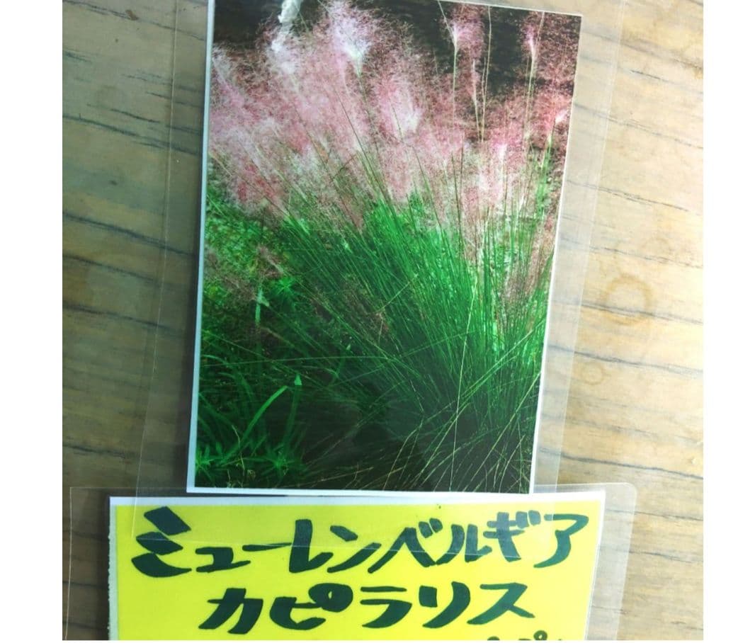 ミューレンベルギア　カピラリス　25ポット　宿根草　グラス苗　花苗　園芸