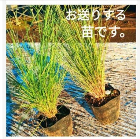 ミューレンベルギア　カピラリス　25ポット　宿根草　グラス苗　花苗　園芸