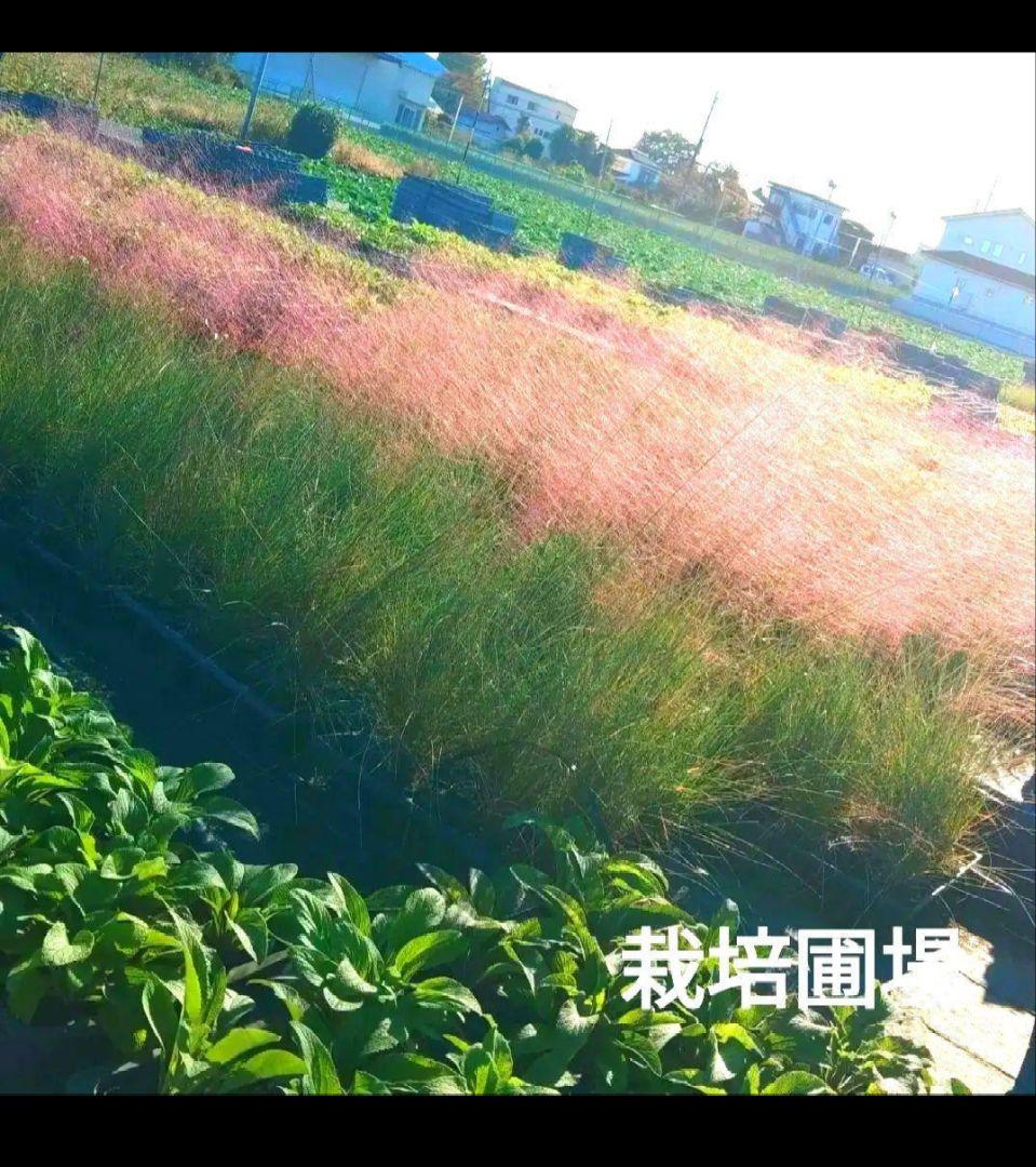 ミューレンベルギア　カピラリス　25ポット　宿根草　グラス苗　花苗　園芸