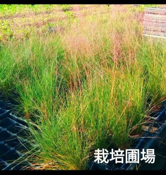 ミューレンベルギア　カピラリス　25ポット　宿根草　グラス苗　花苗　園芸