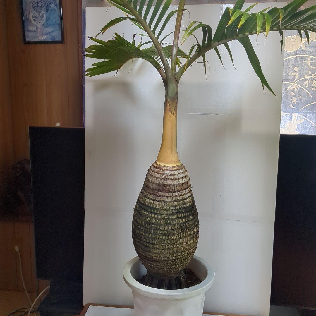 トックリヤシ。観葉植物。鉢ごと無料で発送致します。