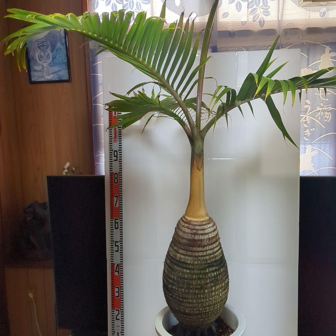 トックリヤシ。観葉植物。鉢ごと無料で発送致します。
