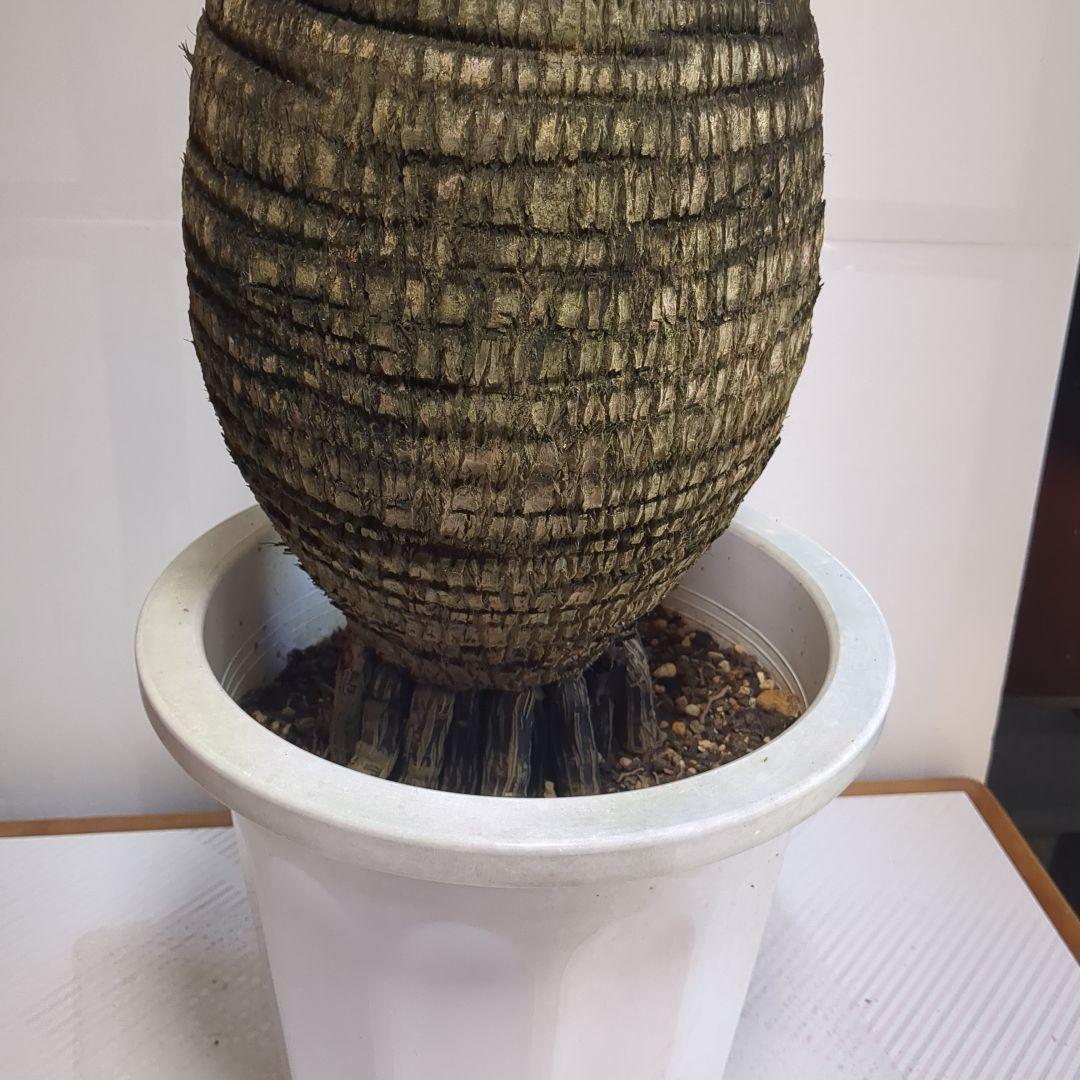 トックリヤシ。観葉植物。鉢ごと無料で発送致します。