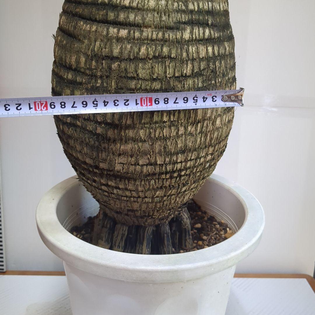 トックリヤシ。観葉植物。鉢ごと無料で発送致します。