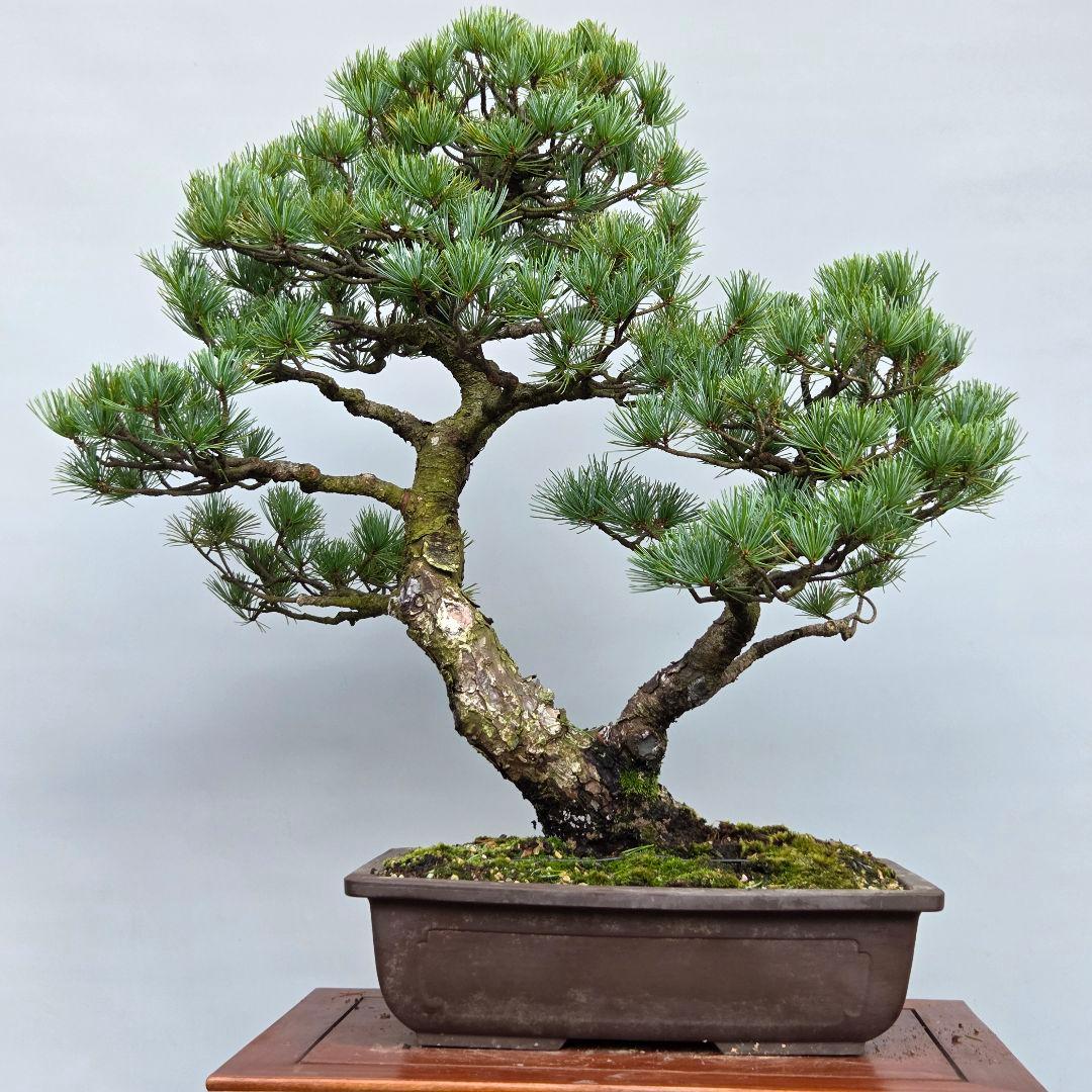 五葉松　[双幹模様木]　大品盆栽