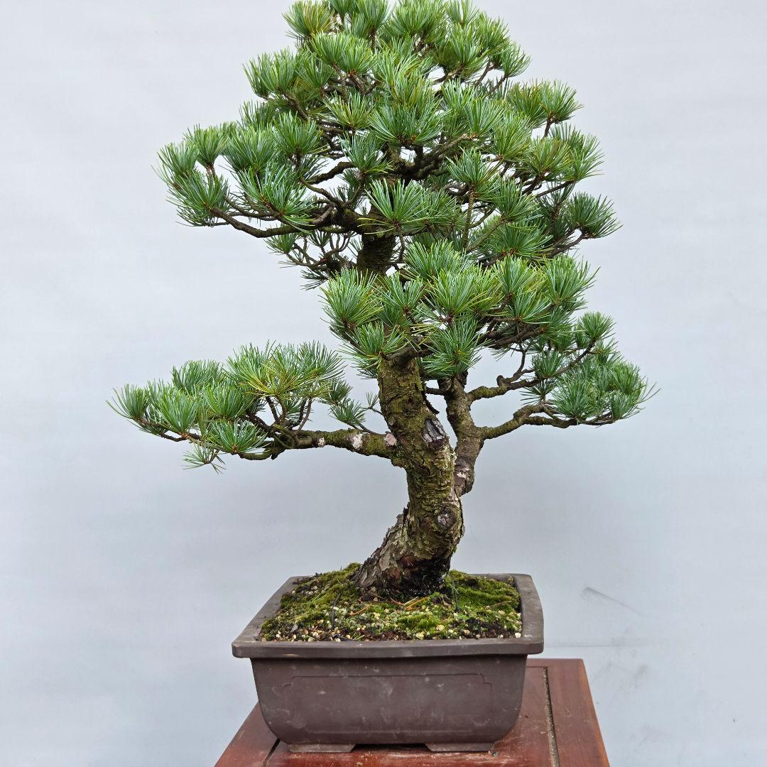 五葉松　[双幹模様木]　大品盆栽