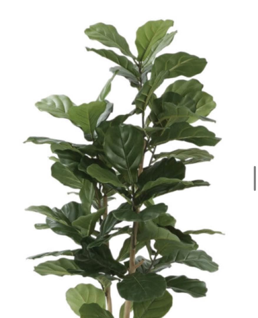 光触媒　人工観葉植物　ウォールグリーン　フェイクグリーン　カシワバゴム1.35m