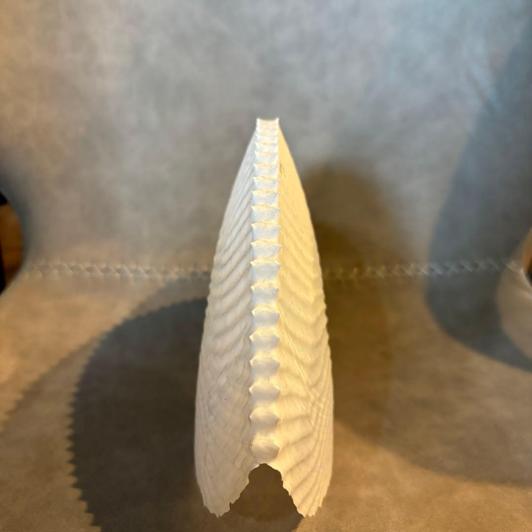 アオイガイ貝殻　タコブネ　約20cm
