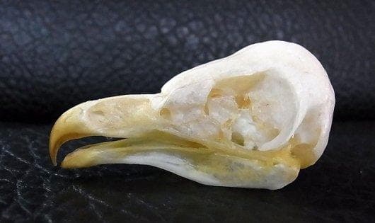 アフリカ便！メンフクロウ 頭骨