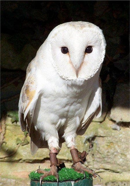 アフリカ便！メンフクロウ 頭骨
