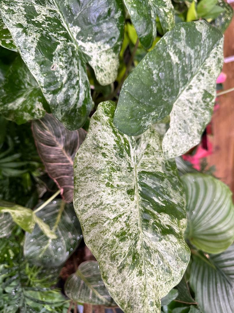 アロカシア・マクロリゾス・バリエガータ