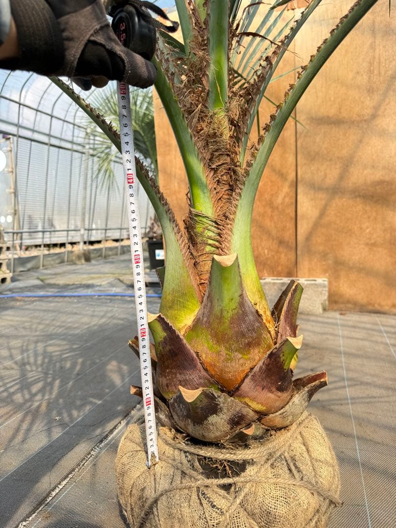 ココスヤシシルバーリーフ【極太】葉先190cm幹回り90cm 幹高30cm
