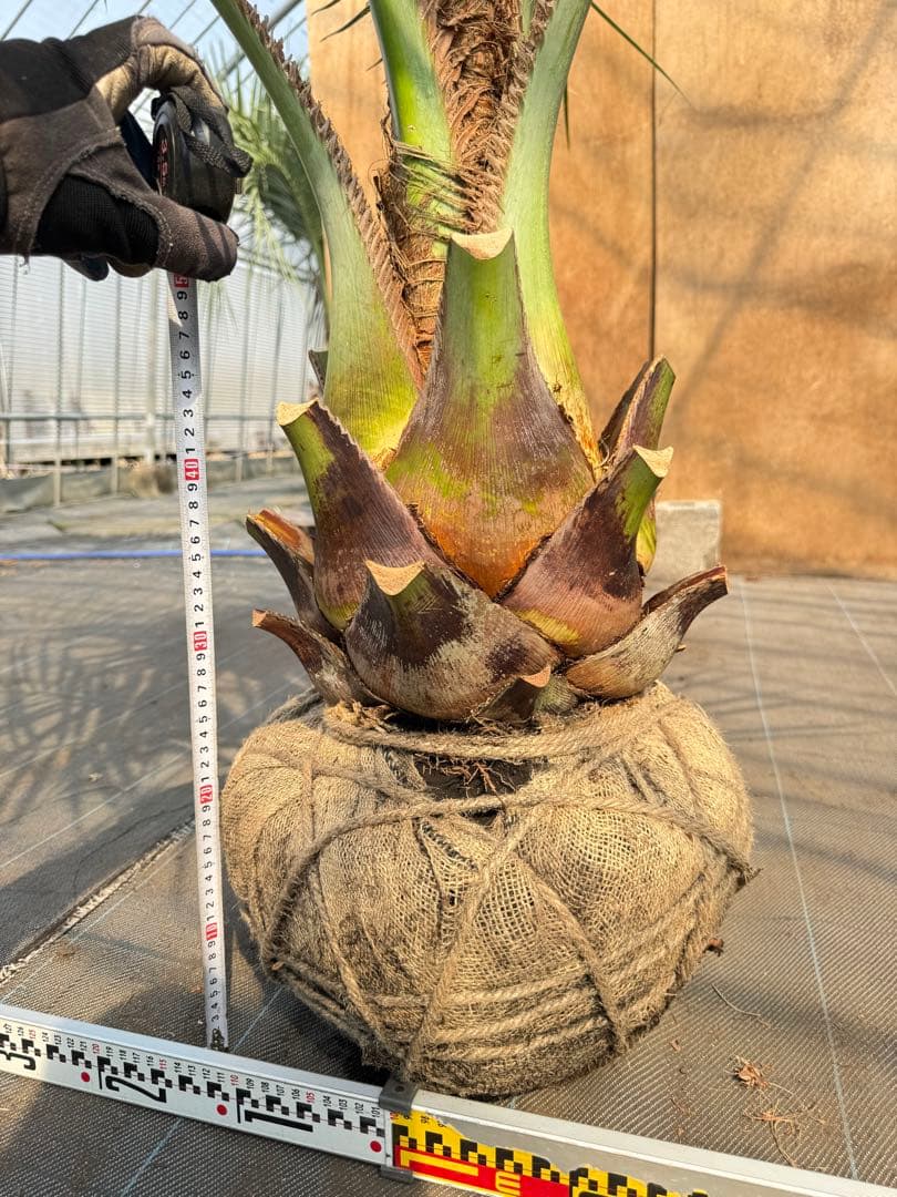 ココスヤシシルバーリーフ【極太】葉先190cm幹回り90cm 幹高30cm