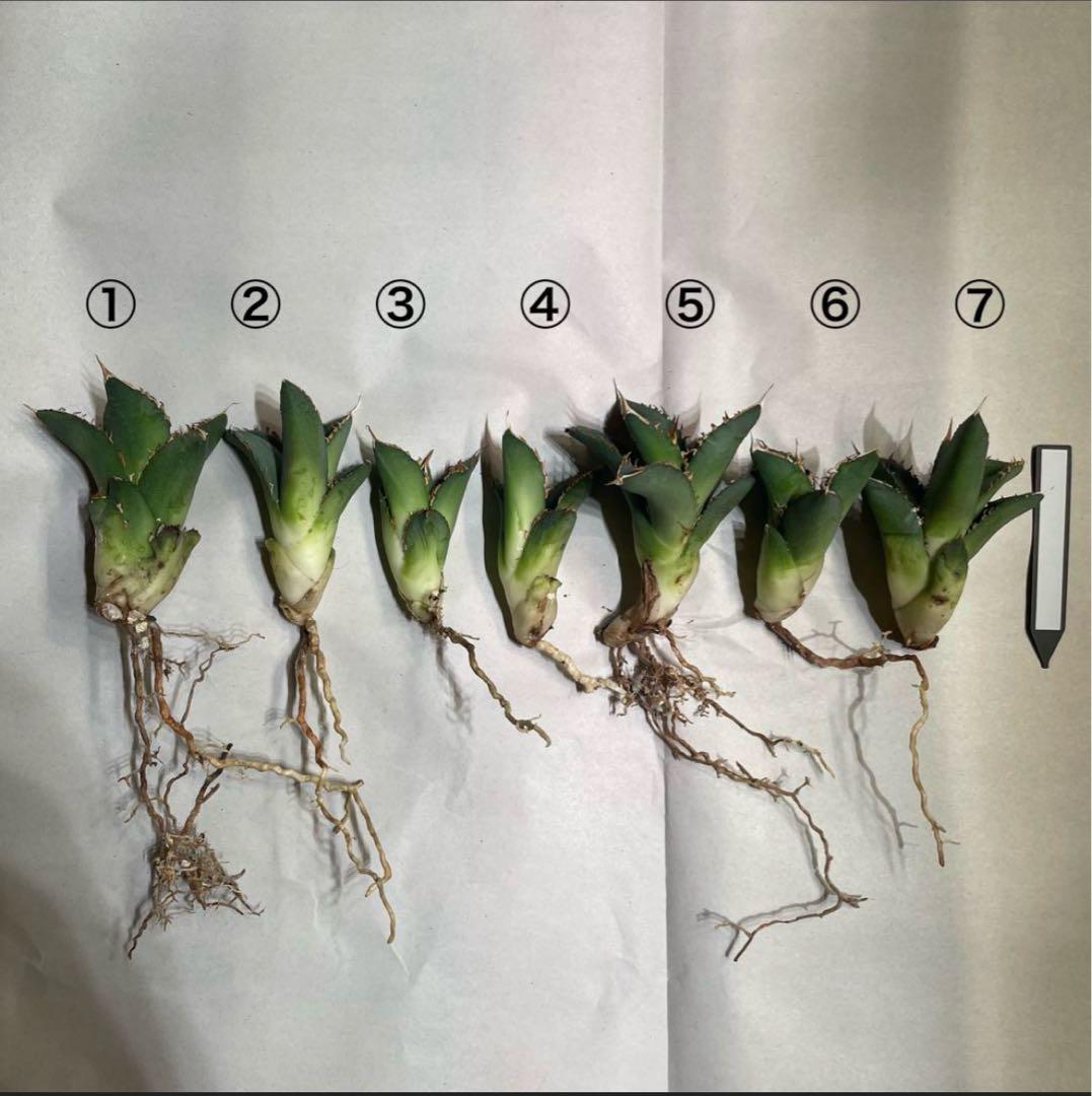 【清櫻】 Lize血統、OC直子、発根済み子株⑤