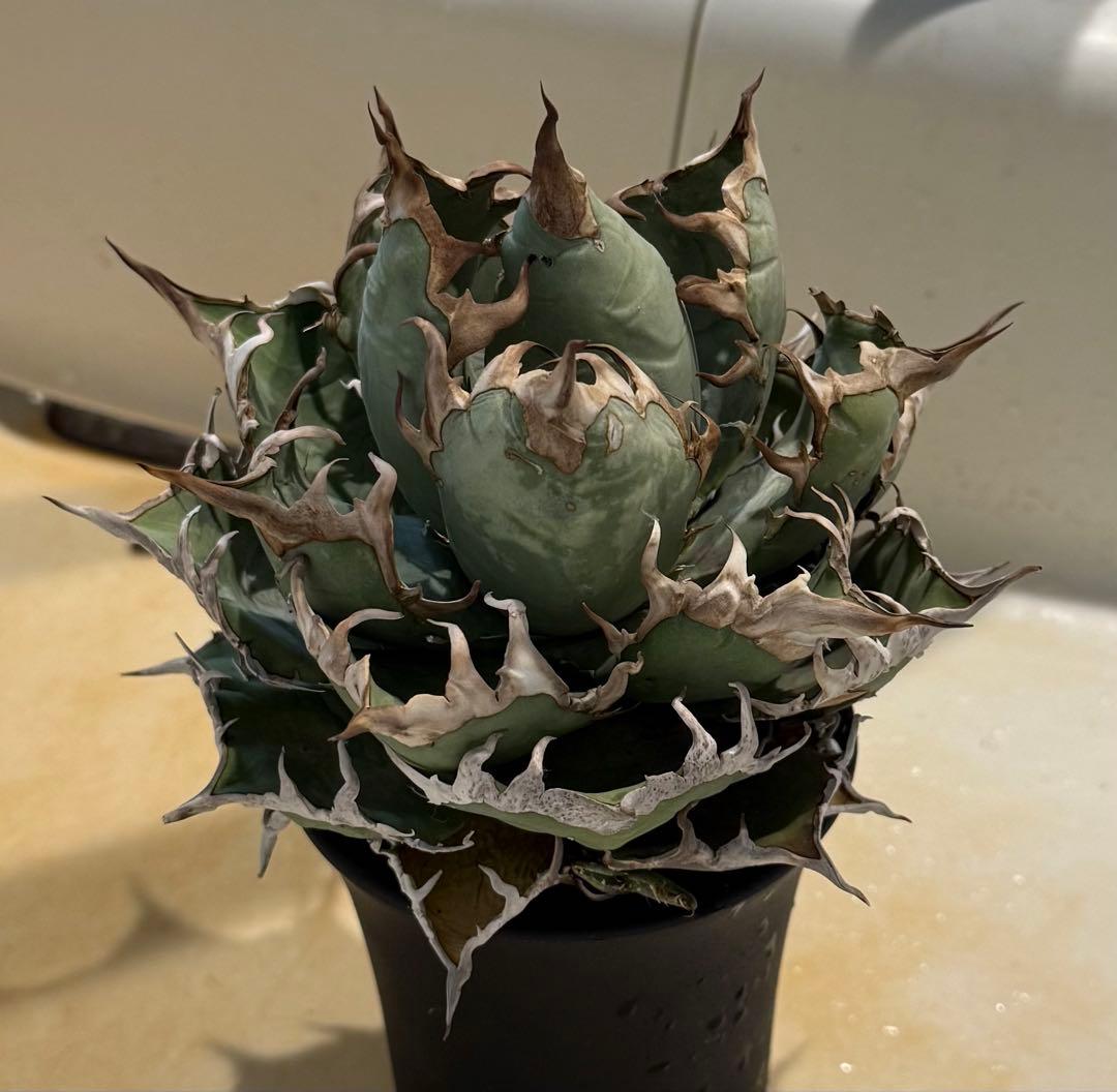 【鉢ごと発送】アガベ チタノタ スーパーシーザー 活着【超バンド・強トップ子株付