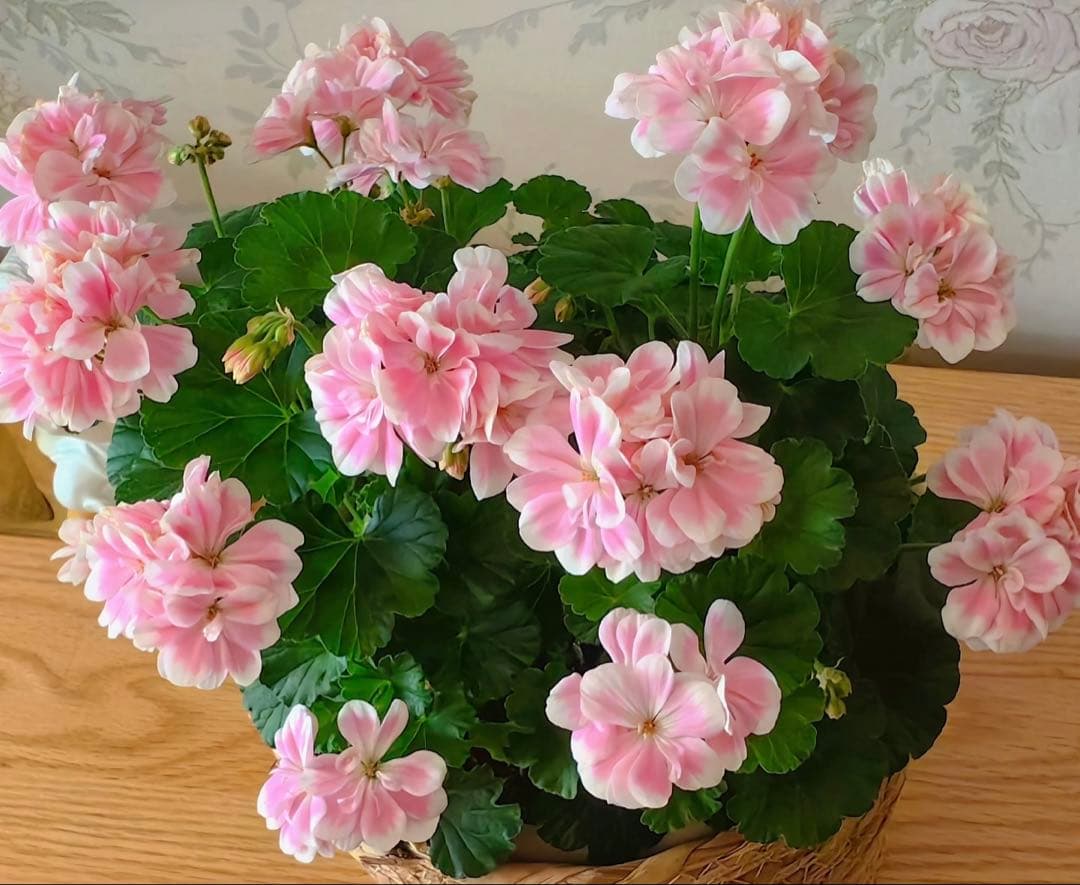 蕾付き　日本初ゼラニウム　希少品種ゼラニウム 成長が早い品種脇芽いっぱいdw02