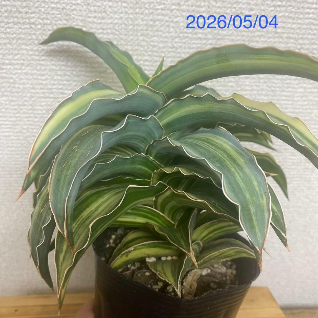 サンスベリア ブルーキュ斑入 Sansevieria Blue Kew