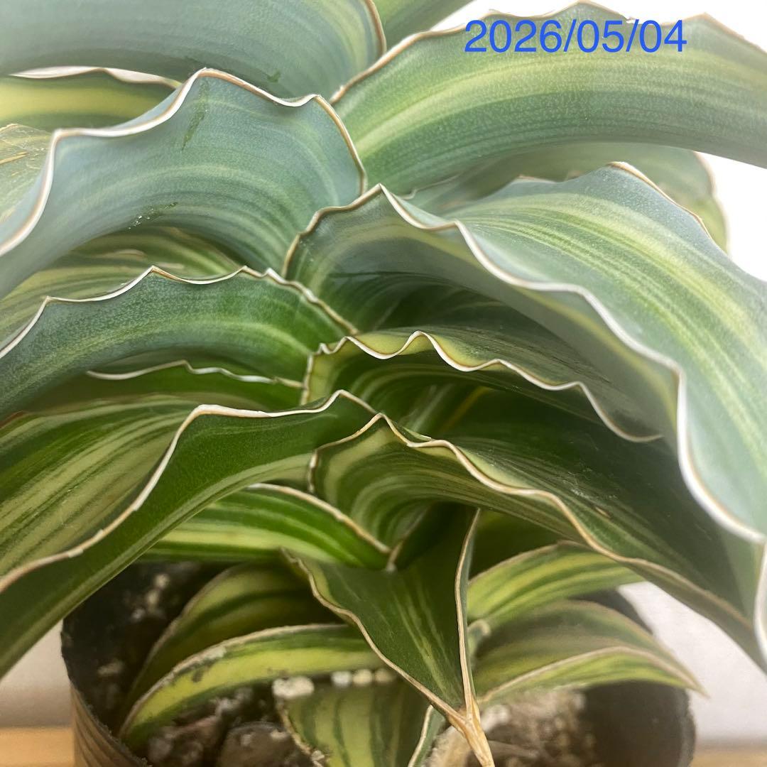 サンスベリア ブルーキュ斑入 Sansevieria Blue Kew