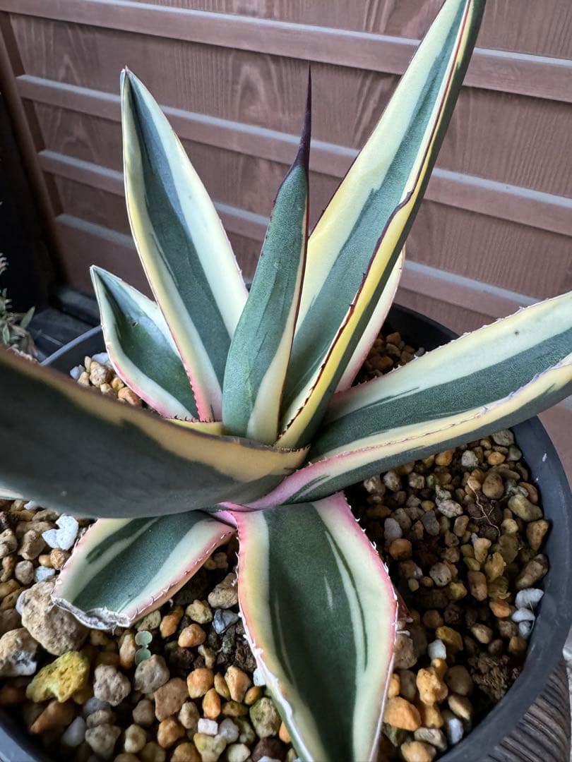 アガベ Agave   Sharkskin  Great White Shark 133