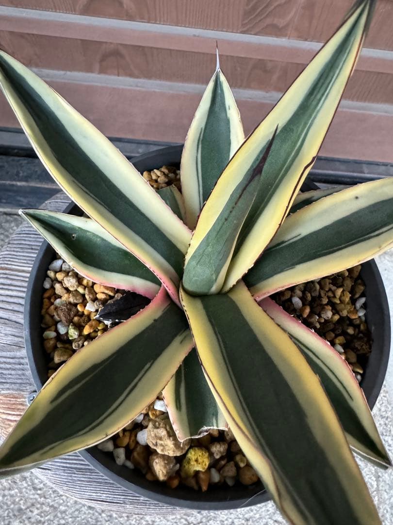 アガベ Agave   Sharkskin  Great White Shark 133