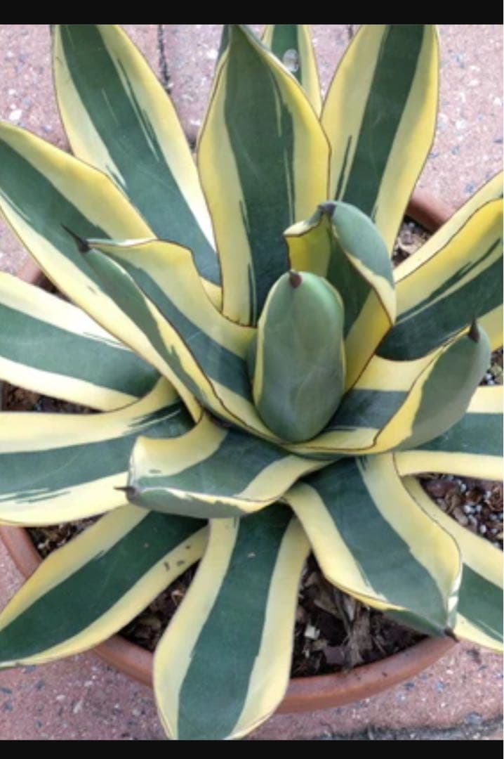 アガベ Agave   Sharkskin  Great White Shark 133