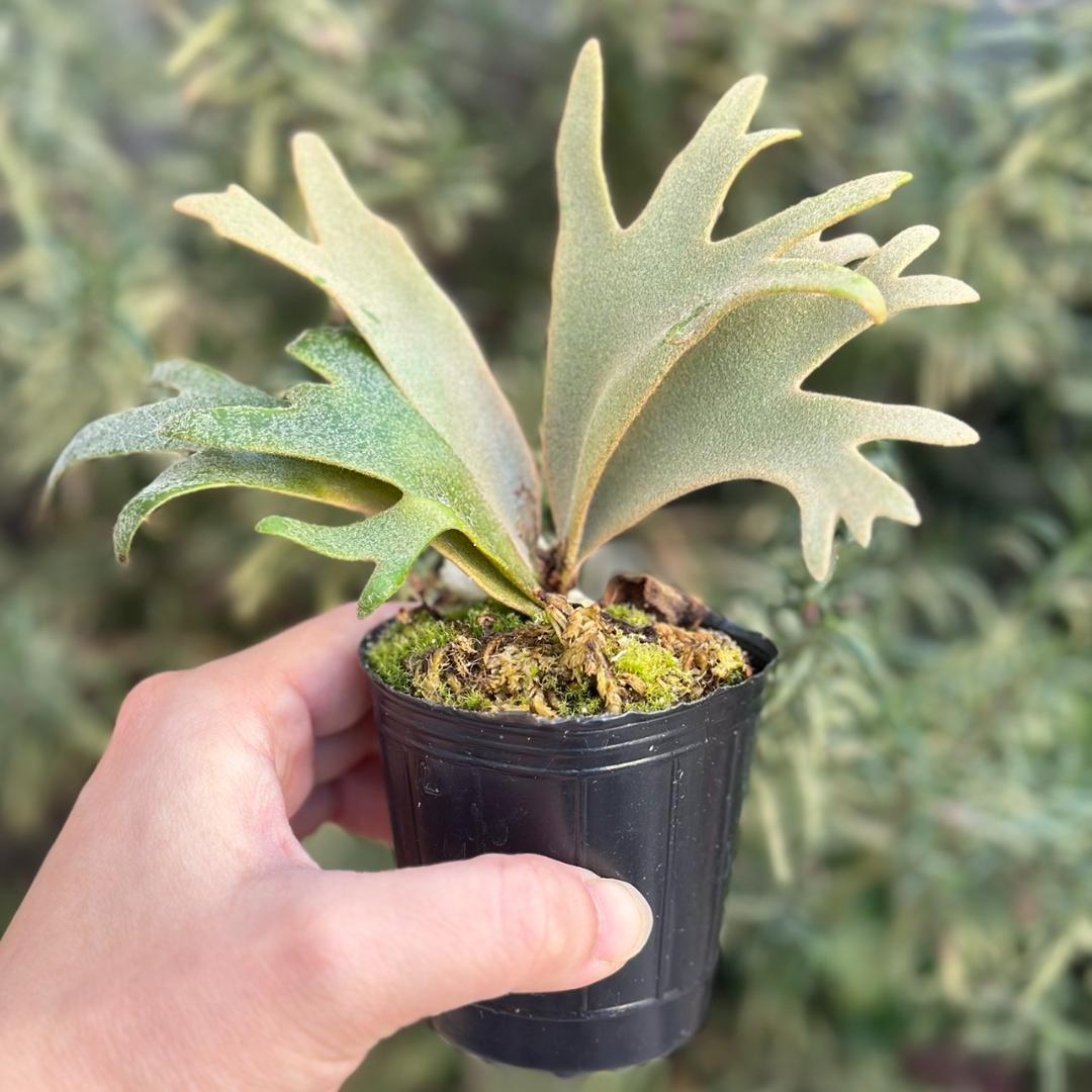 P. willinckii ’Jenny’ TC 3413