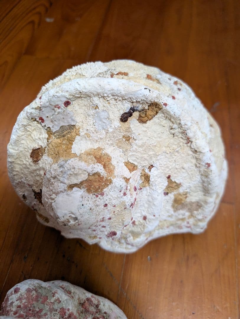 特大夜光貝14個セット　約1000g〜1800g　約17kgまとめ売り