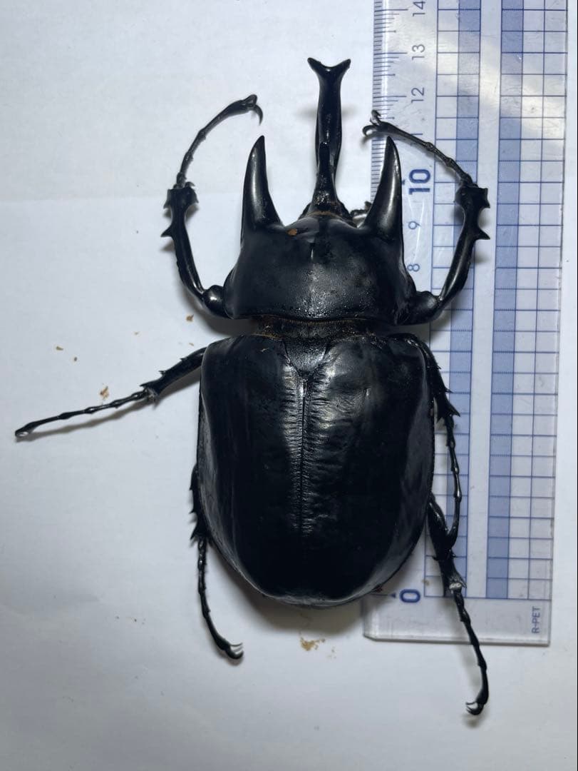 レックス(アクティオン)ゾウカブト　標本用　♂118mm ♀82mm