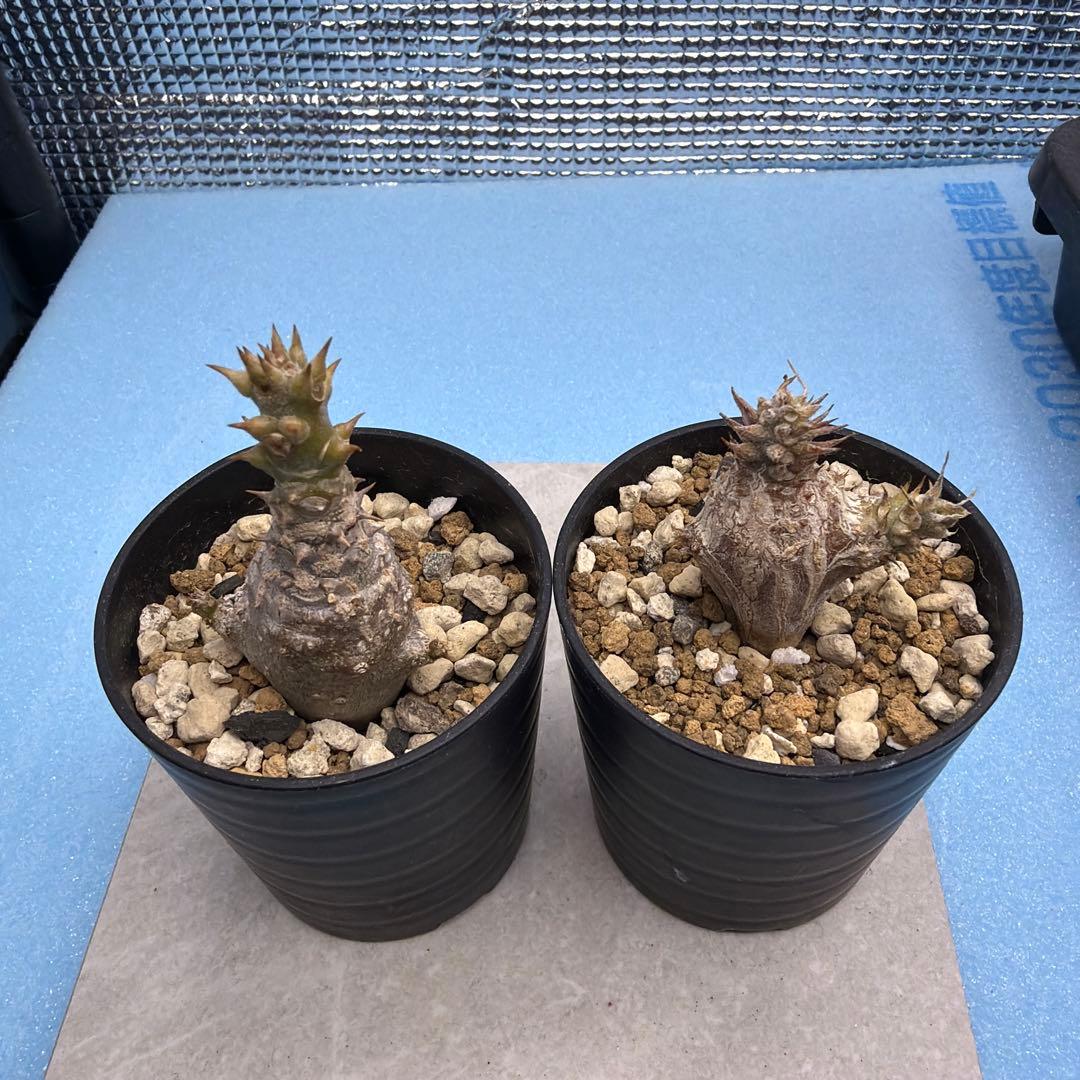 ウィンゾリー実生　国内播種