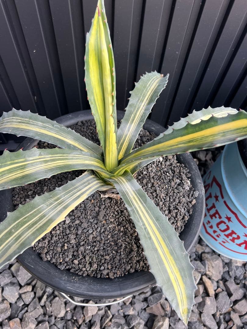 アメリカーナ　縞斑　3株セット