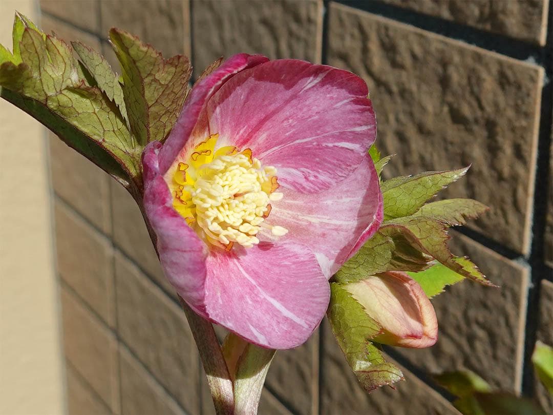 クリスマスローズ ss絞りピンク 親株放出品